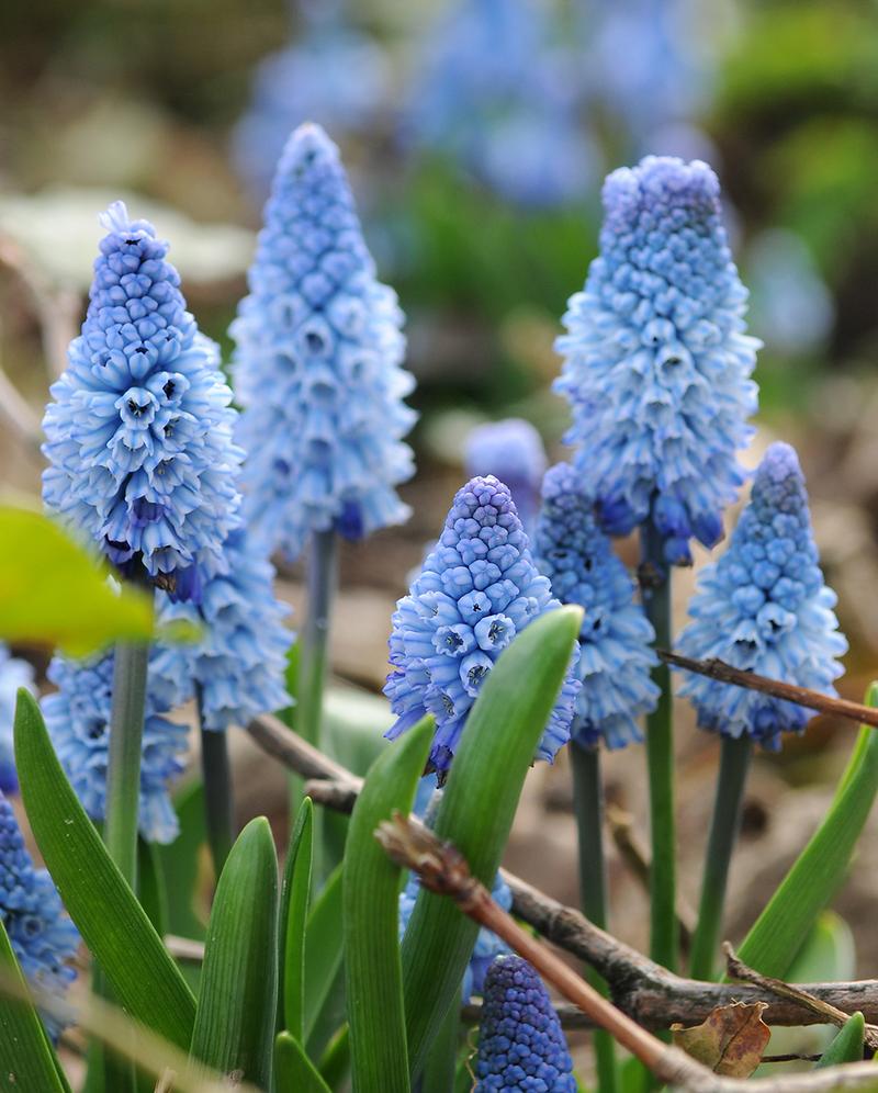 Muscari azureum